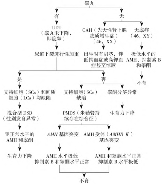 在新共识中认识AMH